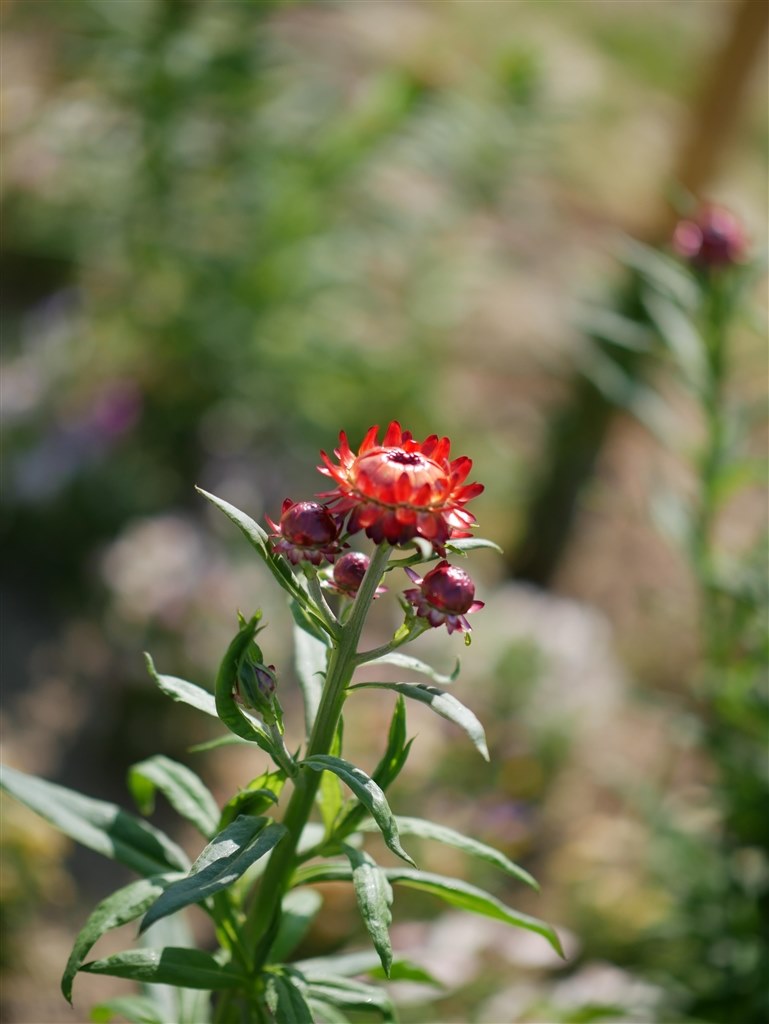 NOCTICRON42.5mm F1.2 vs LUMIX42.5mm F1.7』 パナソニック LEICA DG