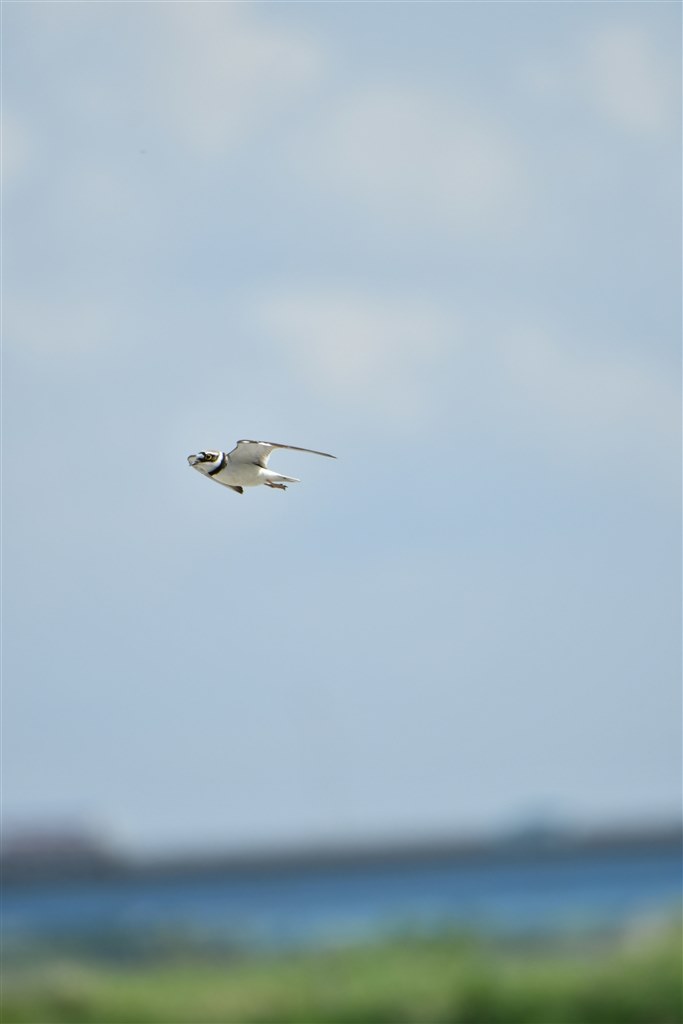 夏の森での野鳥撮影』 ニコン AF-S NIKKOR 80-400mm f/4.5-5.6G ED VR