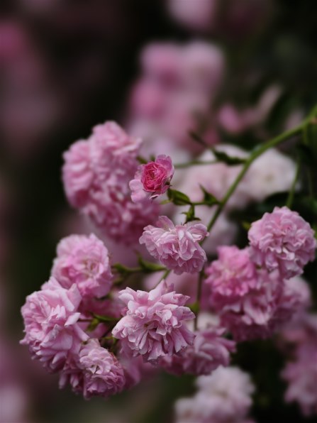 【最終値下げ】SONY 135mm F2.8[T4.5] STF Amazon.co.jp: SONY 135mm F2.8 [T4.5] STF SAL135F28 : 家電