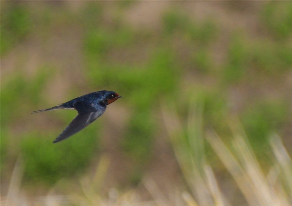 ツバメの飛びもの ニコン Z 6 24 70 Ftz マウントアダプターキット のクチコミ掲示板 価格 Com