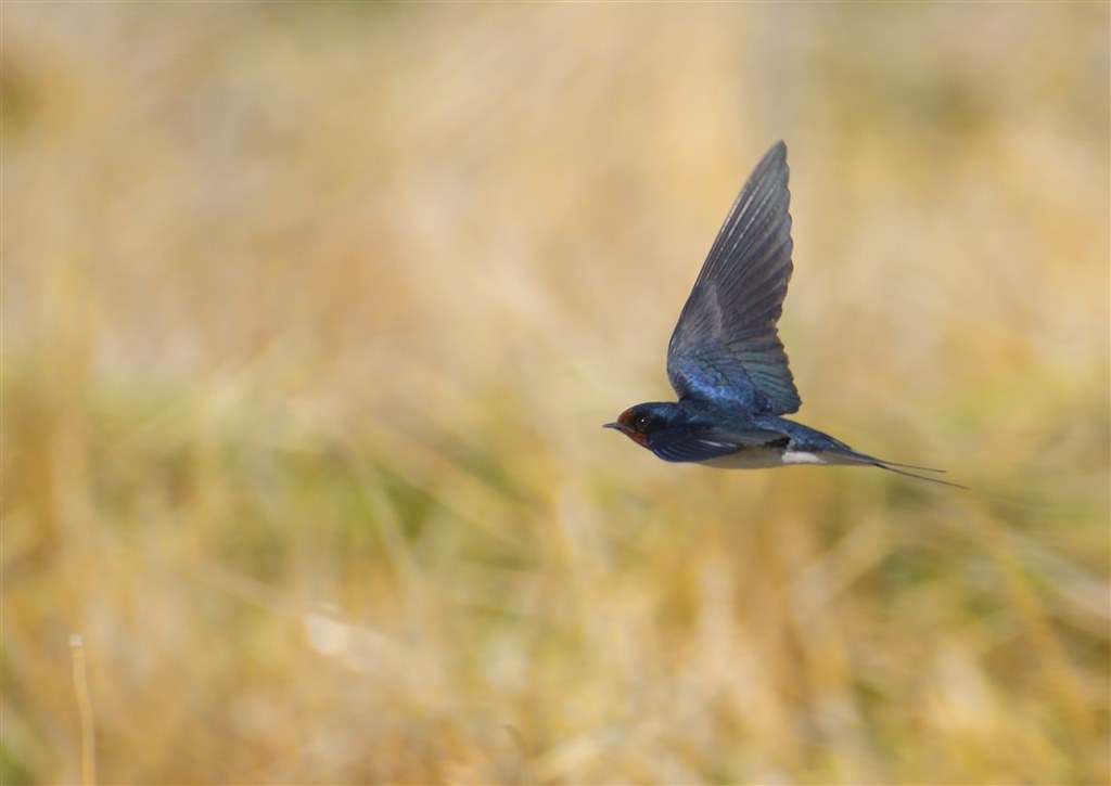 ツバメの飛びもの ニコン Z 6 24 70 Ftz マウントアダプターキット のクチコミ掲示板 価格 Com