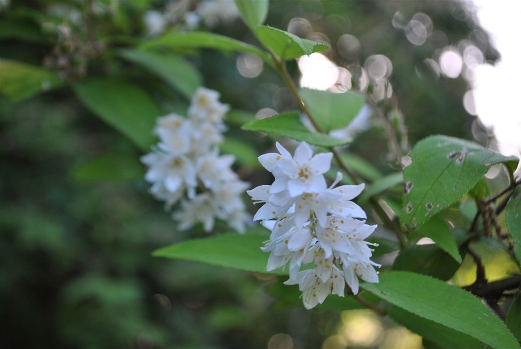 Nikon D3000一式♥️お散歩・風景・家族写真にぴったりな一眼デビュー機 Nikon D3000一式♥️お散歩・風景・家族写真にぴったりな一眼