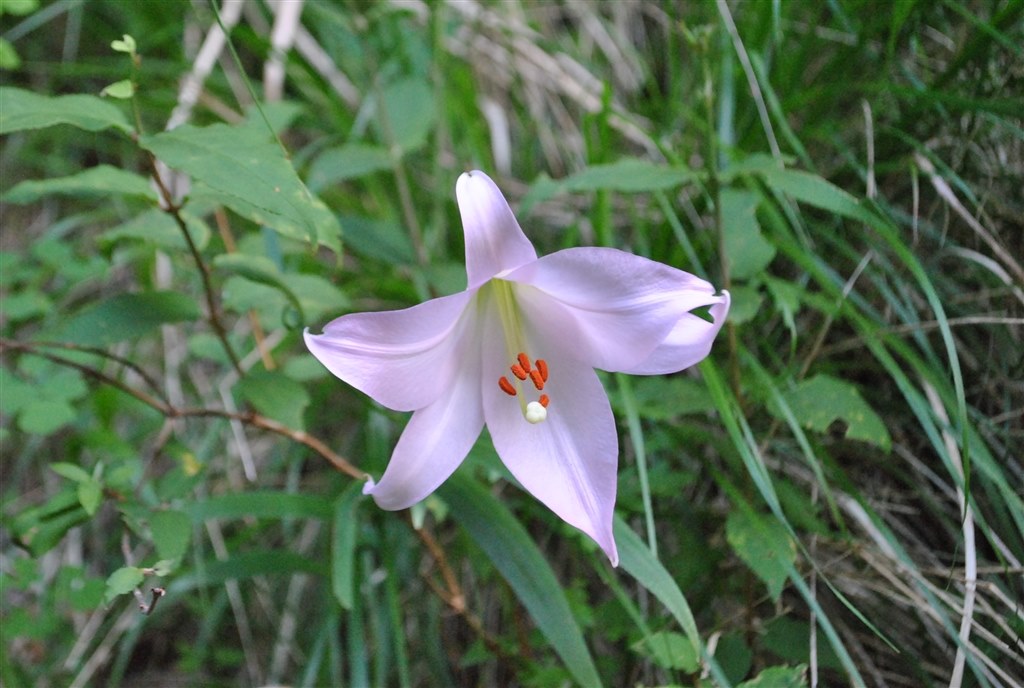 D3000で一眼レフデビューしました！ が・・・。』 ニコン D3000 レンズ