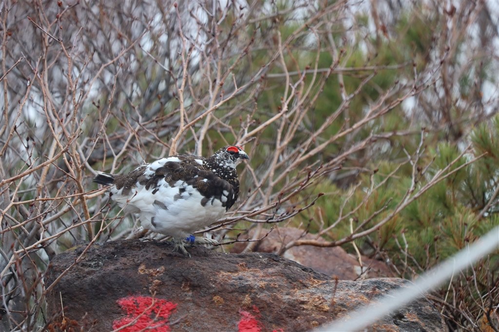 解放付近での二線ボケが厳しいです。』 CANON EF70-300mm F4-5.6 IS II