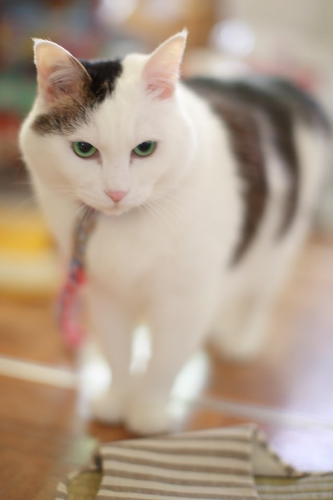 【美品】Canon EF50mm F1.2L USM（作例あり） EF50mm F1.2L USMで撮影された写真 | 写真検索 | GANREF