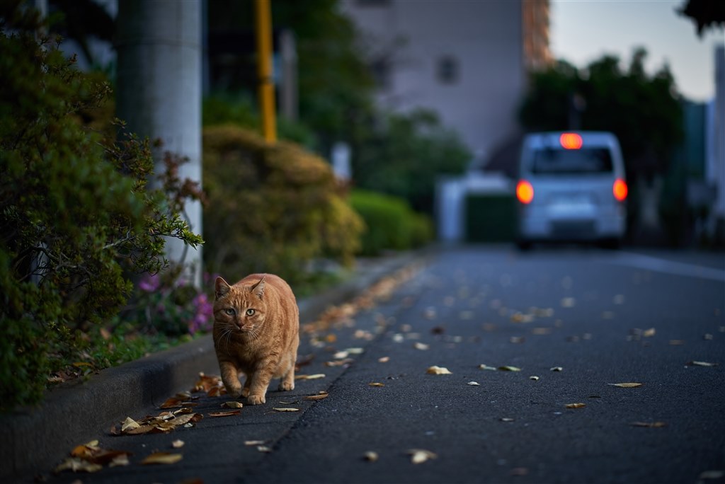 FE85mm 1.8 作例』 SONY FE 85mm F1.8 SEL85F18 のクチコミ掲示板 - 価格.com