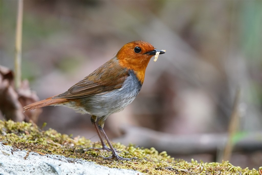 SONY α7IIとCanon EFレンズにおける瞳AFについて』 シグマ MOUNT