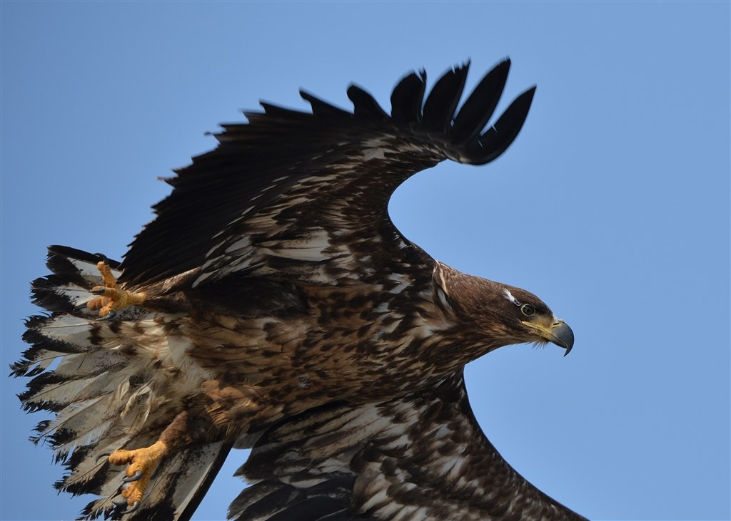 銀座で触ってきました』 SONY FE 200-600mm F5.6-6.3 G OSS SEL200600G のクチコミ掲示板 - 価格.com