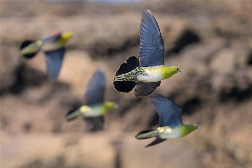 初めての野鳥飛翔撮影』 ニコン Z 6 ボディ のクチコミ掲示板 - 価格.com