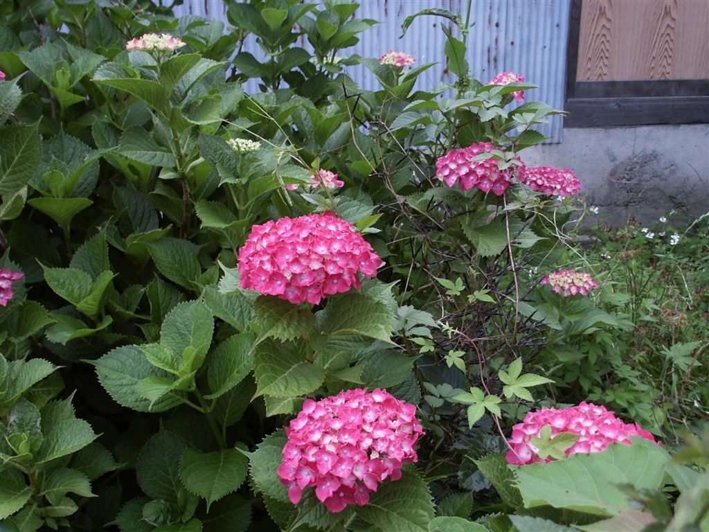 DIMAGE S304 クラシックデジカメでいこう』 コニカ ミノルタ DiMAGE