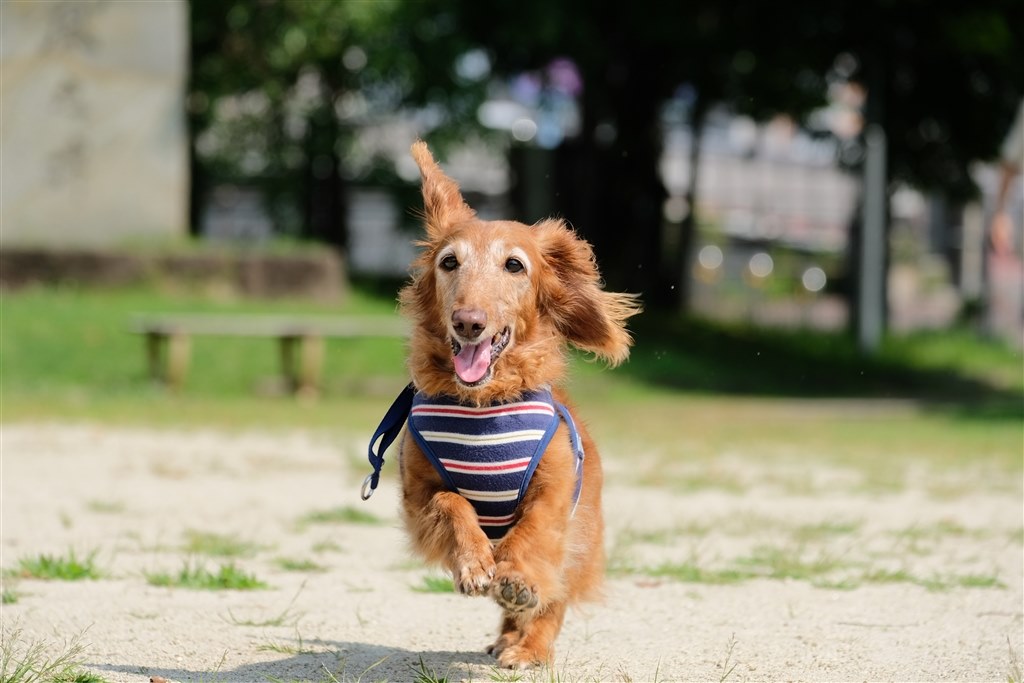 犬の撮影に向いているカメラは Canon Eos Kiss M ダブルズームキット のクチコミ掲示板 価格 Com