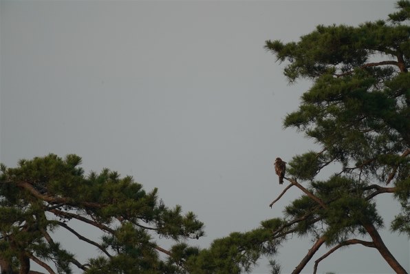 2倍テレコン』 SONY FE 200-600mm F5.6-6.3 G OSS SEL200600G の
