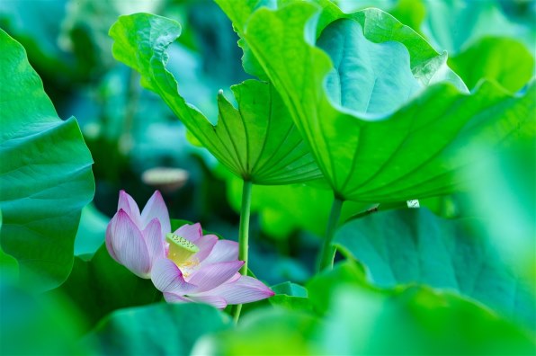 京セラ Carl Zeiss Sonnar T* 210mm F4で撮影された写真 - 価格.com