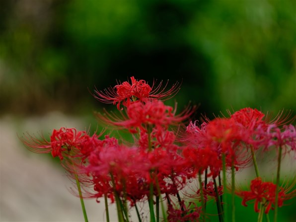 富士フイルム フジノンレンズ GF250mmF4 R LM OIS WRで撮影され