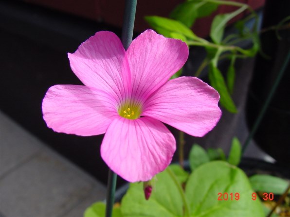 SONY Cyber-shot DSC-F505V/T7/T3/他、計7台セット デジタル