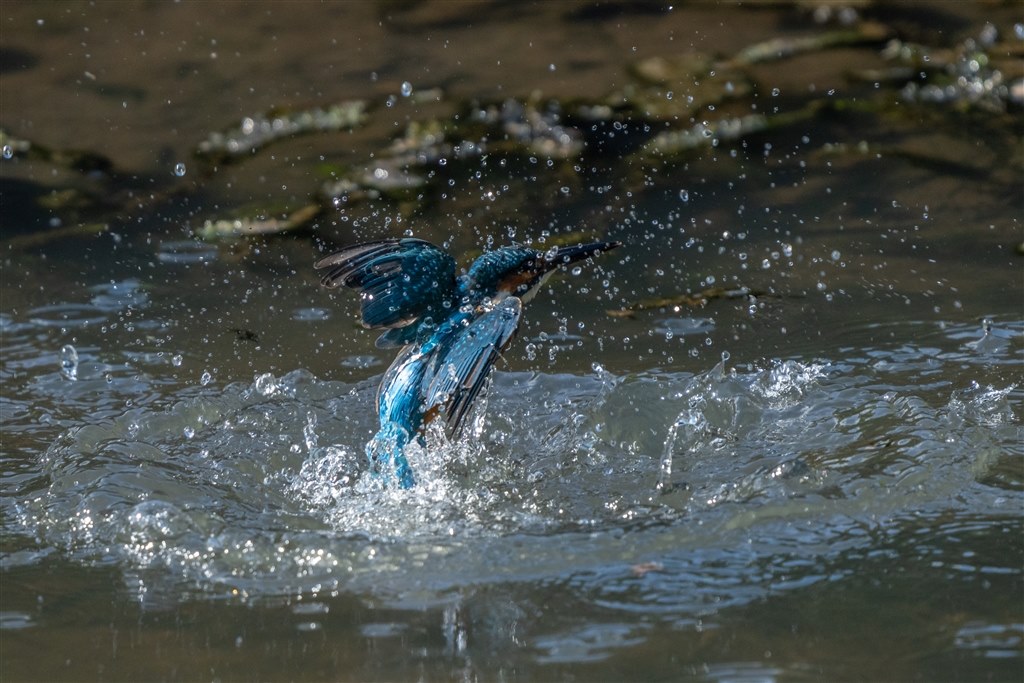 グ*鳥様 SONY α7RIII α7R III（ILCE-7RM3） | デジタル一眼カメラα（アルファ） | ソニー