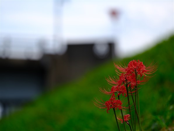 富士フイルム フジノンレンズ GF250mmF4 R LM OIS WRで撮影された写真