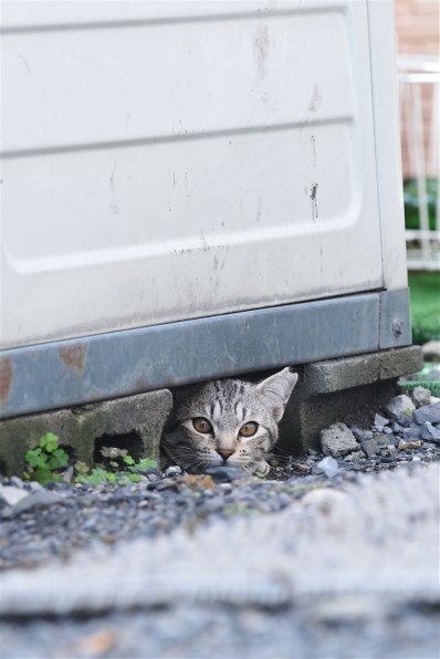 猫 絵 47番 小気味よく 気が付くと「yufu猫」