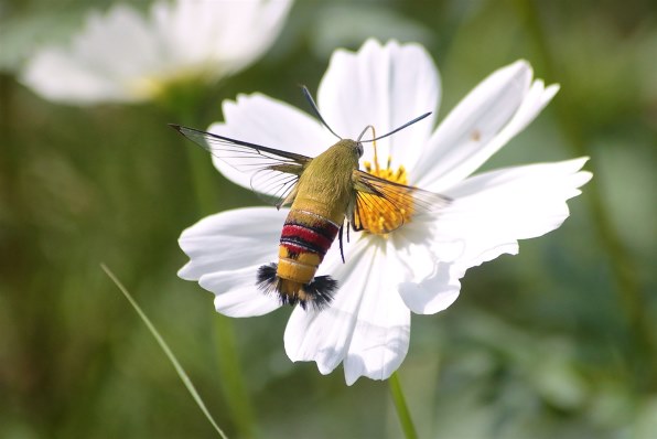 シグマ 70-300mmF4-5.6 DL MACRO SUPER投稿画像・動画 - 価格.com シグマ 70-300mmF4-5.6 DL MACRO SUPER投稿画像・動画 - 価格.com