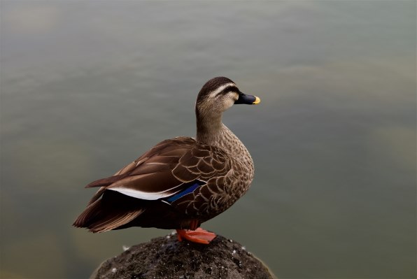 KIPON IBERIT 75mm F2.4 シルバー ライカLマウント 焦点工房 / マウントアダプター専門店