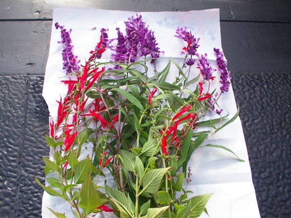 SONY サイバーショット DSC-F828投稿画像・動画 - 価格.com