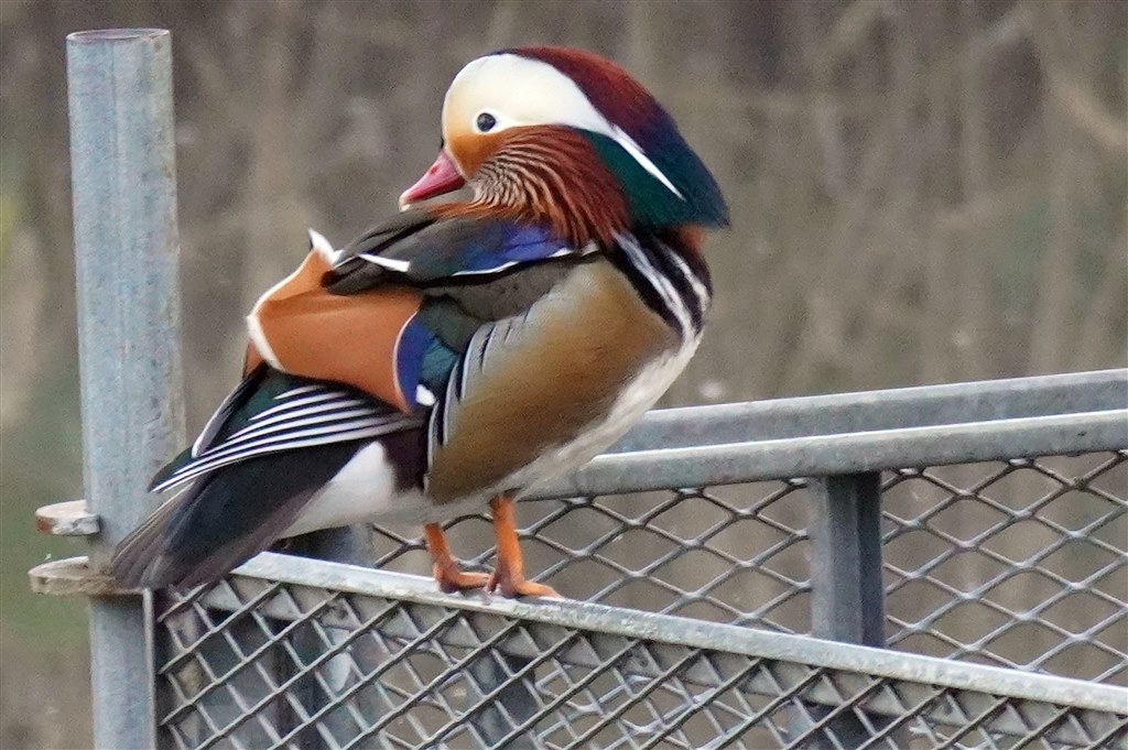 野鳥撮影に使ってみました。』 SONY E 70-350mm F4.5-6.3 G OSS SEL70350G のクチコミ掲示板 - 価格.com