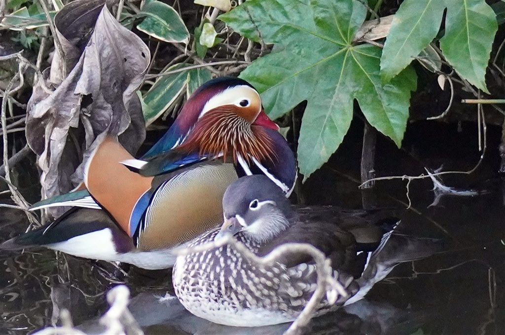 別のレンズで野鳥撮影に使ってみました。』 SONY α6600 ILCE