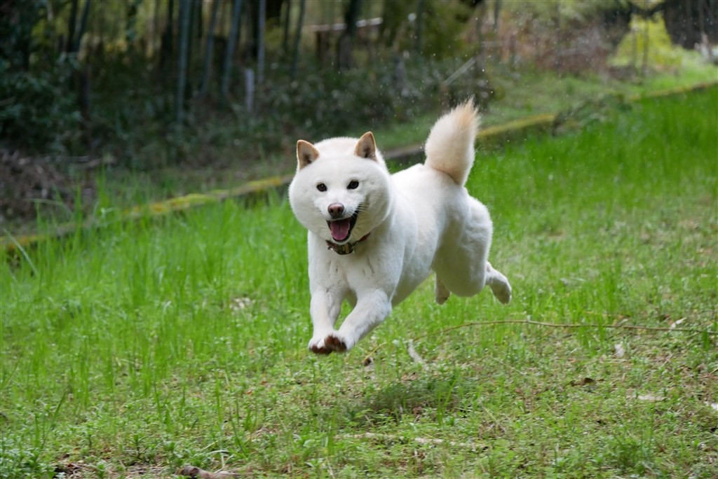 犬撮りにおすすめカメラを探しています オリンパス Om D E M5 Mark Iii ボディ のクチコミ掲示板 価格 Com