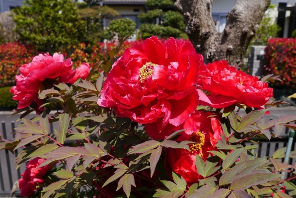 パナソニック LUMIX DMC-GX1W-S ダブルレンズキット [ブレードシルバー