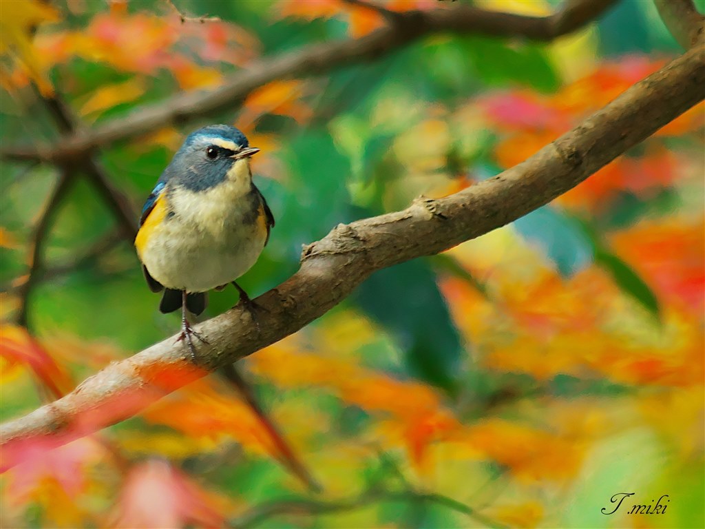 ミノルタレンズ素晴らしい Sony A55 Slt A55v ボディ のクチコミ掲示板 価格 Com