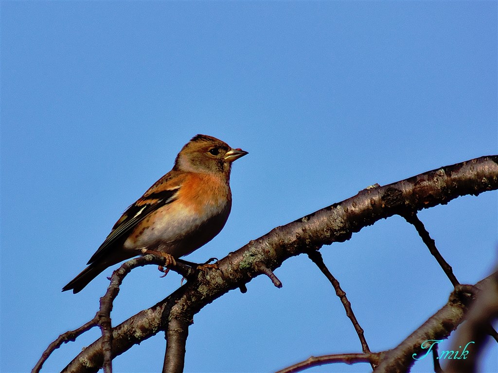 ミノルタレンズ素晴らしい Sony A55 Slt A55v ボディ のクチコミ掲示板 価格 Com