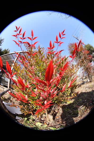 AT-X107 DX NH Fisheye 10-17mm ニコン用 フードなし Amazon.com : Tokina at-X AF FX 10-17mm for Canon EF Mount