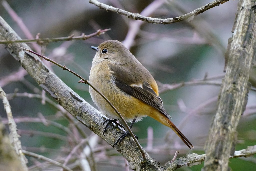 a7RIIで野鳥撮ってみました。』 SONY E 70-350mm F4.5-6.3 G OSS
