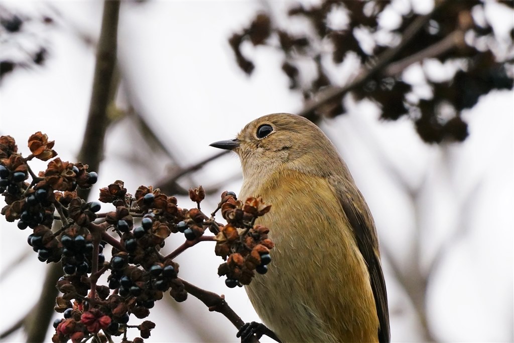 a7RIIで野鳥撮ってみました。』 SONY E 70-350mm F4.5-6.3 G OSS