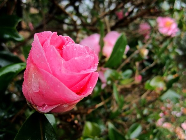 IXY400f IXY50 まとめて　作動確認済み CANON IXY 400 検証・分解 - くっしーの徒然日記