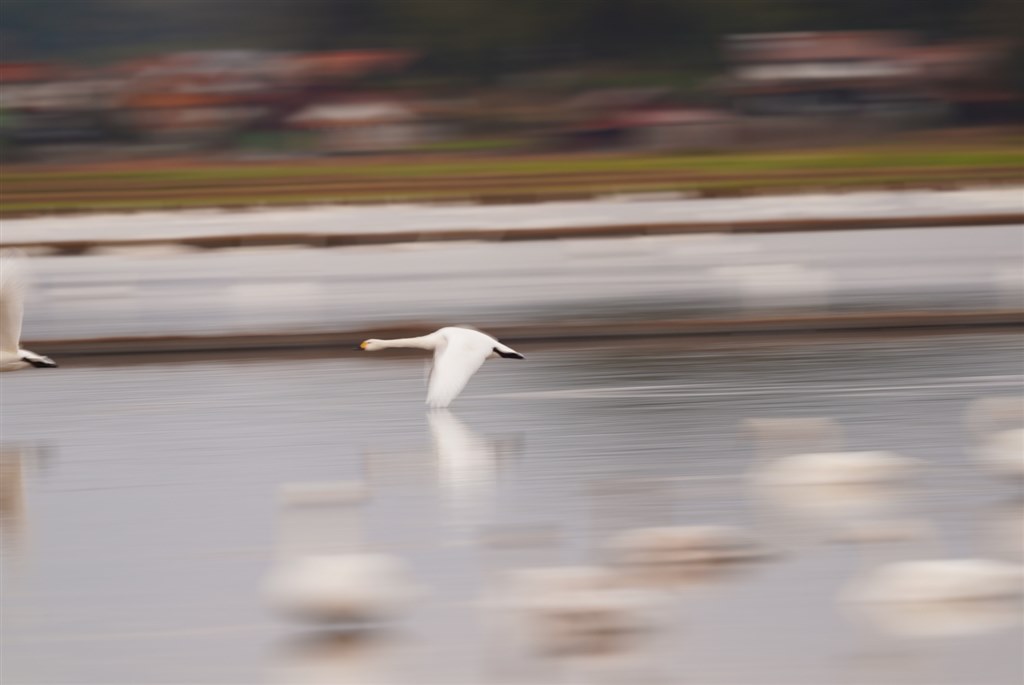 白鳥の流し撮り 設定』 SONY α7 III ILCE-7M3 ボディ のクチコミ掲示板