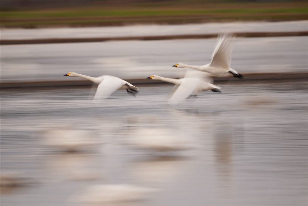 白鳥の流し撮り 設定』 SONY α7 III ILCE-7M3 ボディ のクチコミ掲示板