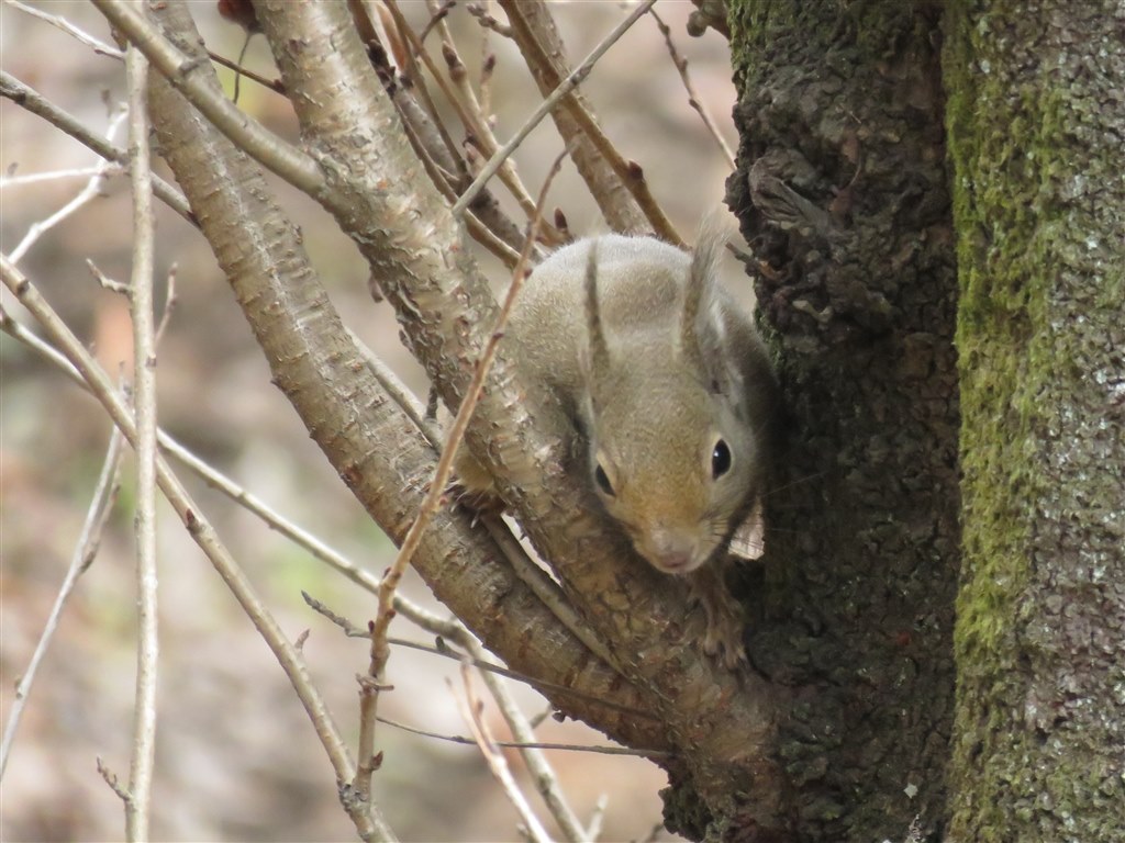 野生のリスの撮影について クチコミ掲示板 価格 Com