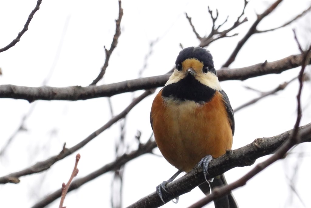 鳥撮影なら P950？ P1000？』 ニコン COOLPIX P950 のクチコミ掲示板