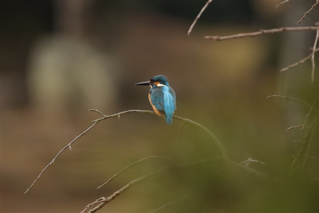 野鳥撮影』 CANON EF100-400mm F4.5-5.6L IS II USM のクチコミ掲示板