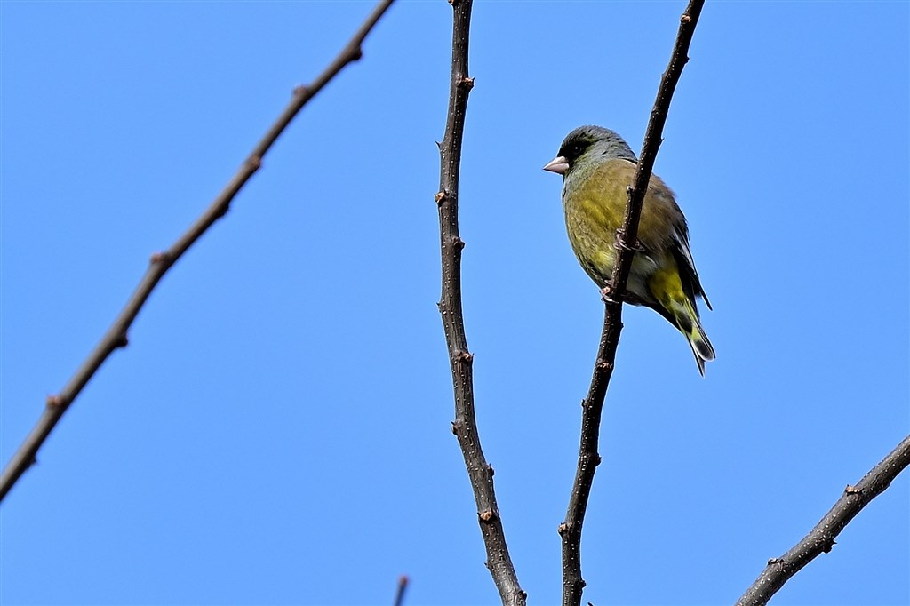 野鳥撮影って想像以上に難しい！』 ニコン AF-S NIKKOR 80-400mm f/4.5