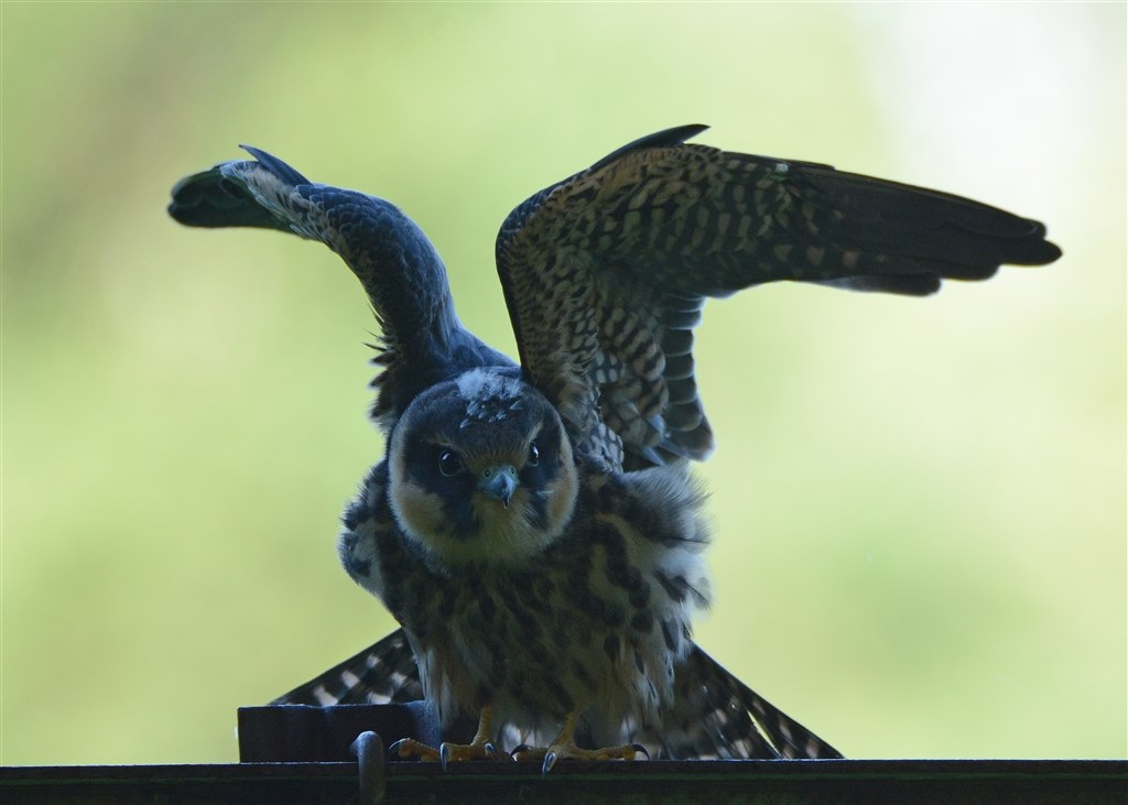 野鳥撮影って想像以上に難しい!』 ニコン AF-S NIKKOR 80-400mm 野鳥撮影って想像以上に難しい!』 ニコン AF-S NIKKOR 80-400mm