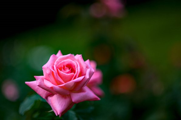 ニコン AI AF DC-Nikkor 105mm f/2D投稿画像・動画 - 価格.com