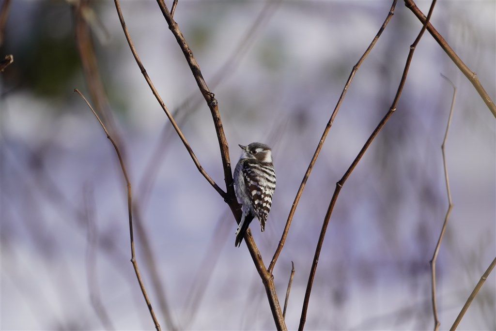 α7R3で野鳥』 SONY α7R III ILCE-7RM3 ボディ のクチコミ掲示板