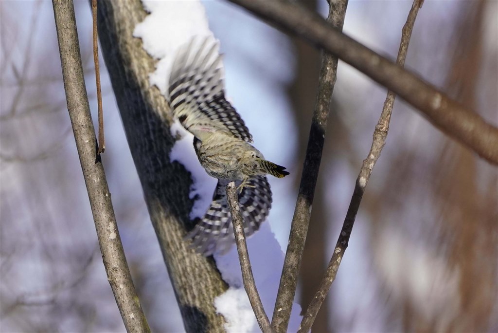 グ*鳥様 SONY α7RIII 野鳥撮影カメラ】SONY α7RIIIのカスタムキー設定をお見せします