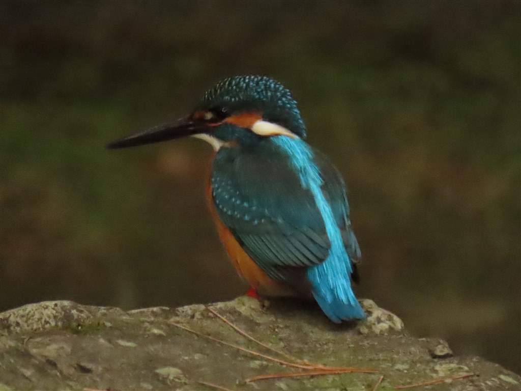 鳥撮影のピント合わせ』 CANON PowerShot SX70 HS のクチコミ掲示板
