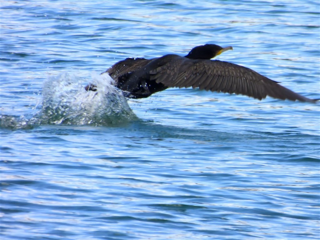 Coolpixで張り逃げ 令和2年 その４ ニコン Coolpix P1000 のクチコミ掲示板 価格 Com