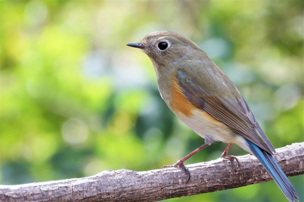 SX70HSの実力』 CANON PowerShot SX70 HS のクチコミ掲示板 - 価格.com