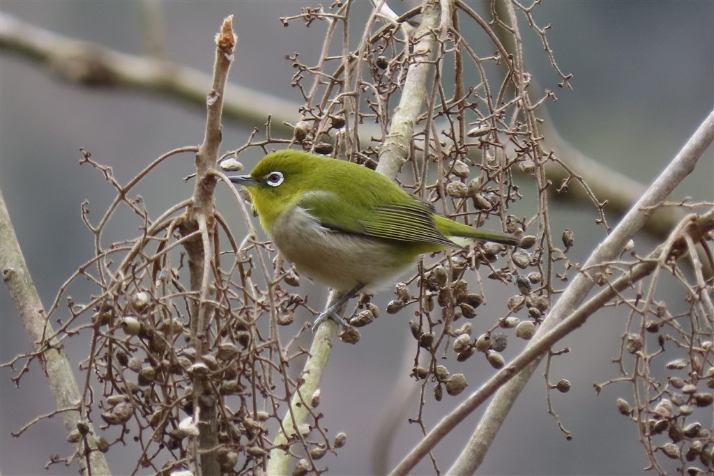 SX70HSの実力』 CANON PowerShot SX70 HS のクチコミ掲示板 - 価格.com