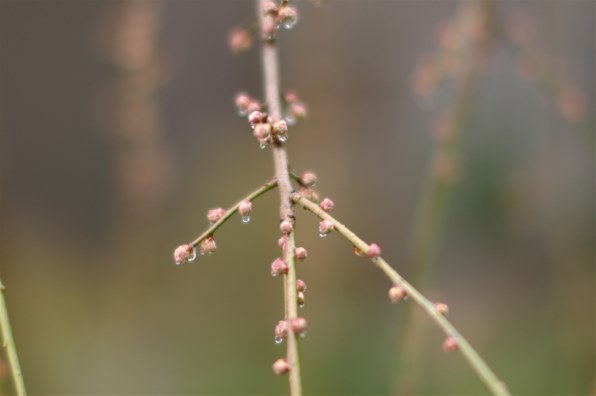 七工匠 7Artisans 75mm F1.25 75125LMB [ブラック]投稿画像・動画